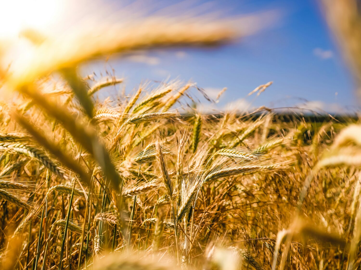 Liquidia agricultural urea — nitrogen fertiliser for Australian crops and pasture